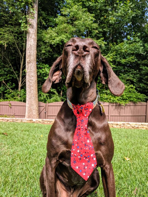 /images/uploads/southeast german shorthaired pointer rescue/segspcalendarcontest2019/entries/11596thumb.jpg